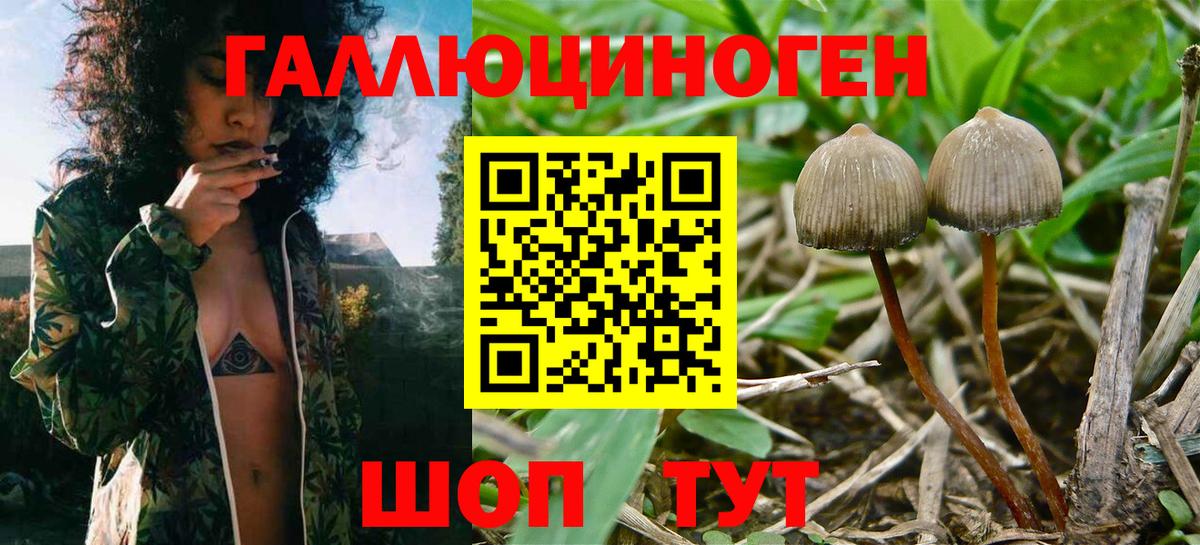 Псилоцибиновые грибы Psilocybine cubensis Еманжелинск